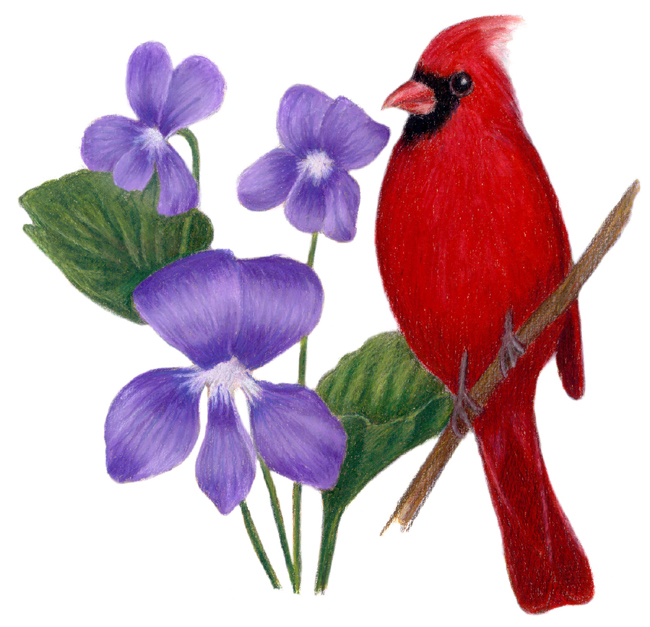 Illinois State Bird and Flower Cardinal / Cardinalis cardinalis